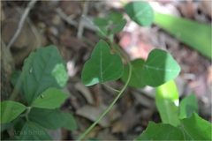 Adenia wightiana